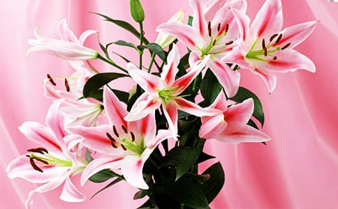 孕妇梦见百合花