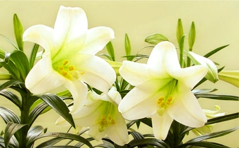 梦见百合花(精)