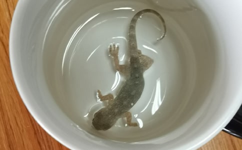 孕妇梦见壁虎