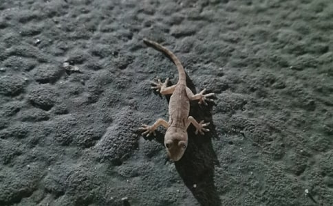 梦见壁虎在别人身上