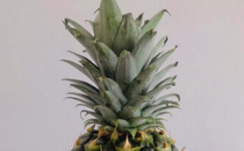 梦见偷菠萝