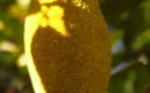 孕妇吃菠萝蜜好不好呢