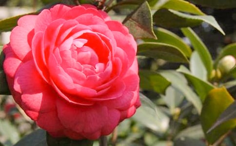梦见红色山茶花