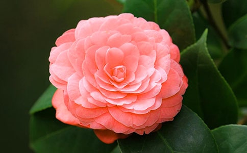 梦见山茶花开