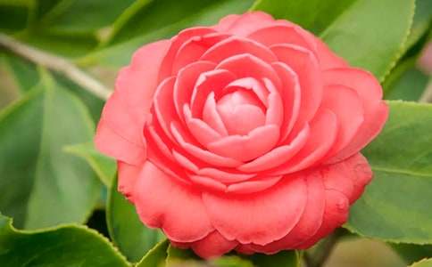 梦见茶花