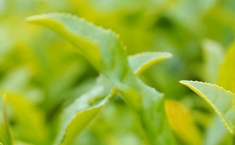 孕妇梦见摘茶叶(必备)
