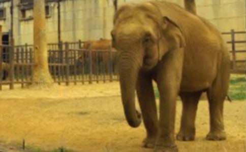 �μ�������ɽ