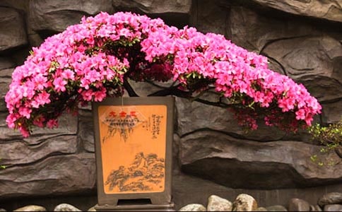 梦见杜鹃花