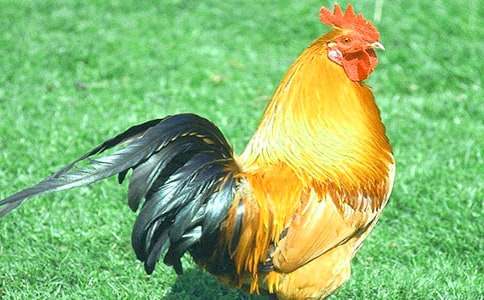 �μ�������