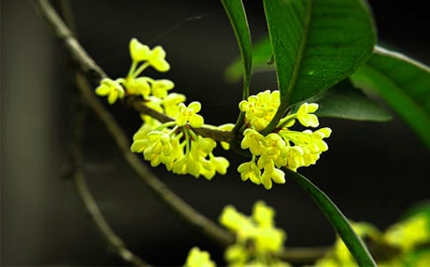 梦见月桂花