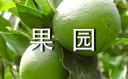 梦见在果园拾梨