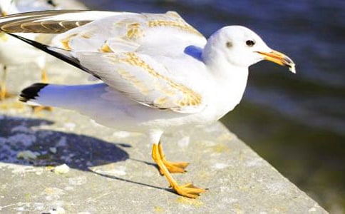 梦见海鸥