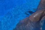 孕妇被海豚亲切地蹭肚子