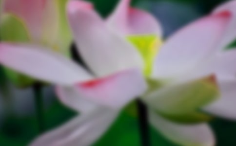 梦见荷花开了