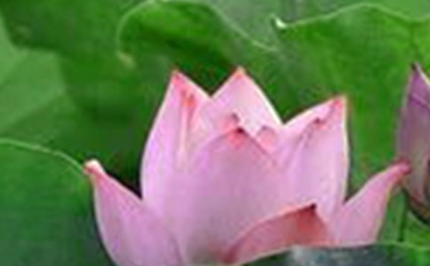 (精)孕妇梦见荷花