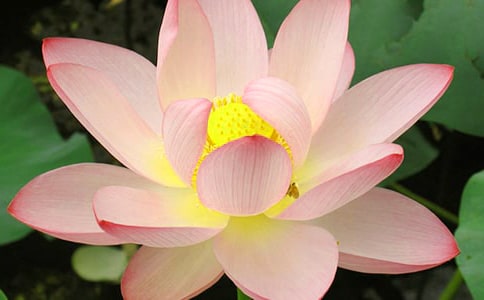 孕妇梦见荷花(合集)