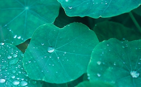 【荐】梦见摘了很多荷叶