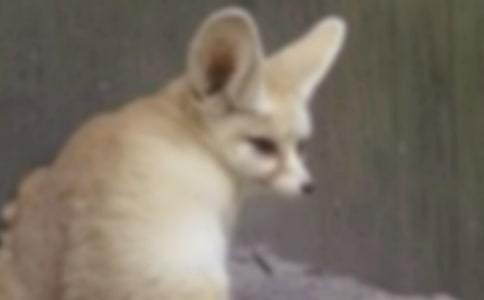 (精华)梦见打死狐狸
