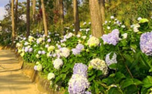 梦见修道院的花园