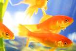 梦见白色的金鱼