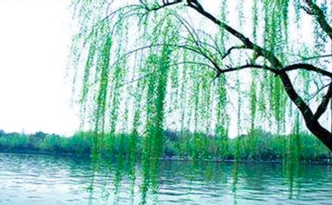 梦见柳树
