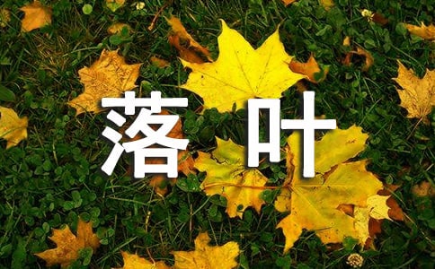 失落叶的语录汇编46句