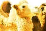 梦见单峰骆驼