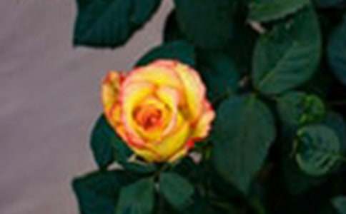 �μ��������Լ�õ�廨