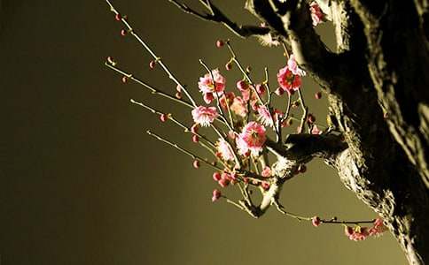 �μ���ɽ��÷��