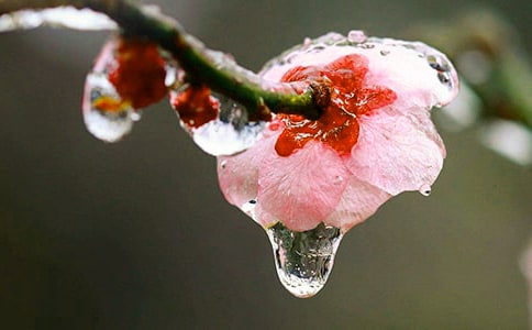 梦见梅花牌、红桃牌