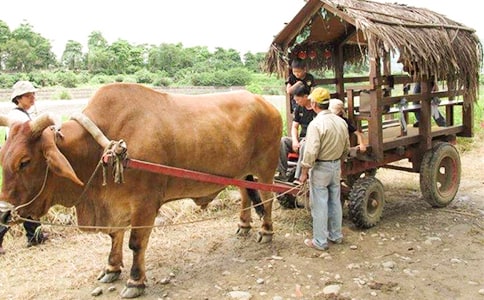 梦见坐牛车