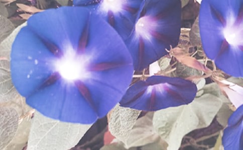 孕妇梦见牵牛花