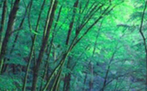 Ų����ɭ�ֵ���¼36��