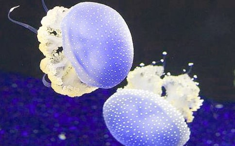 梦见用海水养水母