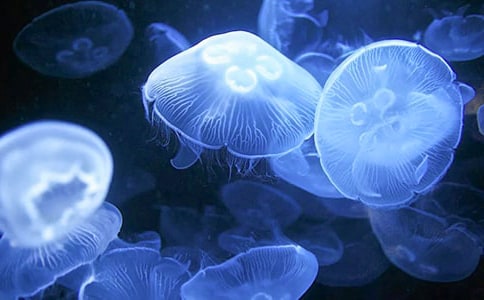 孕妇梦见水母