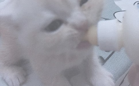 孕妇梦见喂奶