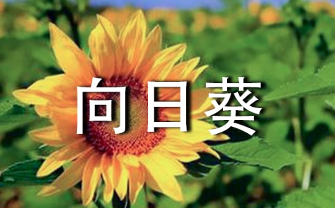 梦见向日葵