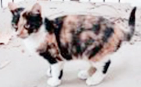 梦见小猫