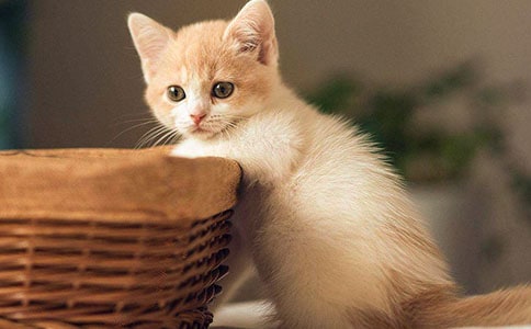 梦见小猫受伤