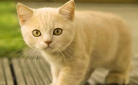 孕妇梦见小猫