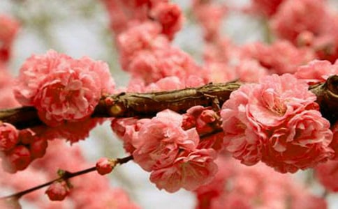 梦到孕妇梦见樱花