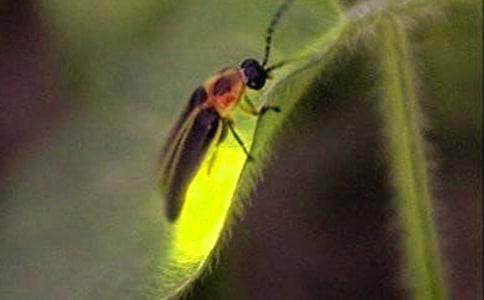 梦见萤火虫在地上
