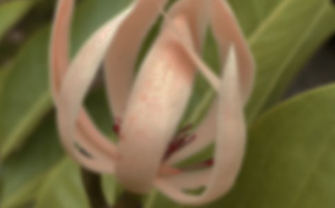 梦见白色玉兰花