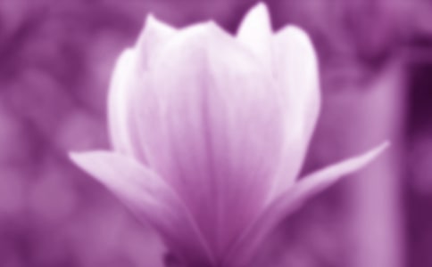 梦见玉兰花树