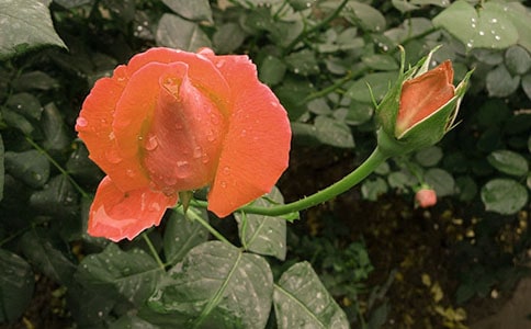 孕妇梦见月季花