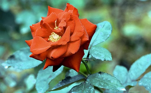 孕妇梦见丈夫送自己月季花