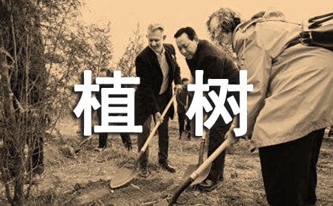 梦见植树(热门)