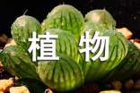 室内植物与风水的关系