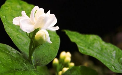 孕妇梦见茉莉花