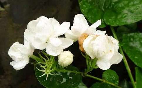 梦见茉莉花